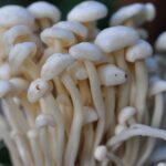 funghi enoki