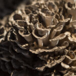 funghi maitake
