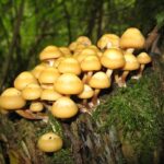 funghi nameko