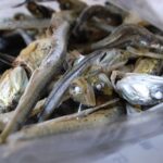 pesce nihongi