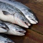 salmone