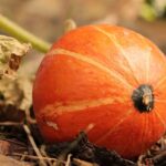 zucca kabocha